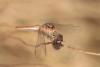 Sympetrum meridionale